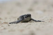Gerade hat das Turtle-Baby das Licht der Welt erblickt, da begegnet es auch schon den ersten Gefahren. Am Strand trachten ihm Krabben, Warane und Greifv&ouml;gel nach dem Leben - im Wasser sind es dann r&auml;uberische Fische. Schafft es die ersten beiden Tage und findet au&szlig;erhalb des Korallenriffs g&uuml;nstige Str&ouml;mungen, die es auf die hohe See hinaustreiben, dann ist das Leben schon etwas sicherer geworden.