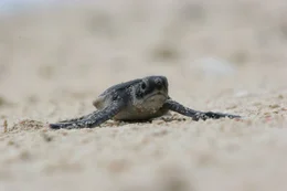 Gerade hat das Turtle-Baby das Licht der Welt erblickt, da begegnet es auch schon den ersten Gefahren. Am Strand trachten ihm Krabben, Warane und Greifv&ouml;gel nach dem Leben - im Wasser sind es dann r&auml;uberische Fische. Schafft es die ersten beiden Tage und findet au&szlig;erhalb des Korallenriffs g&uuml;nstige Str&ouml;mungen, die es auf die hohe See hinaustreiben, dann ist das Leben schon etwas sicherer geworden.