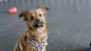 Den Botschaften von K&ouml;nigspinguinen, Hunden und Flederm&auml;usen gehen Forscher mithilfe k&uuml;nstlicher Intelligenz auf die Spur.