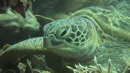 Eine Gr&uuml;ne Meeresschildkr&ouml;te vor Sangalaki (Derawan-Inseln/Indonesien).