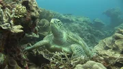 Eine Chelonia mydas ("Suppenschildkr&ouml;te" oder Gr&uuml;ne Meeresschildkr&ouml;te) vor Sangalaki/Indonesien.