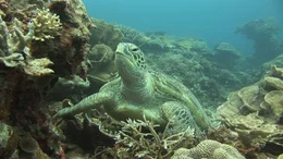 Eine Chelonia mydas ("Suppenschildkr&ouml;te" oder Gr&uuml;ne Meeresschildkr&ouml;te) vor Sangalaki/Indonesien.
