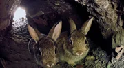 Berlin ist voller Naturspektakel und wilder Nachbarn. &Uuml;ber 200 Wildtierarten gibt es in der Stadt. Tendenz steigend. Ob Hornisse, Amerikanischer Sumpfkrebs oder Wildkaninchen: Die wilden Berliner haben sich l&auml;ngst in den vielf&auml;ltigen &ouml;kologischen Nischen der Stadt eingerichtet. - Kaninchen in der Stadt.