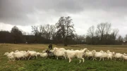 H&uuml;ter der Erde - Folge 1: Ein Sch&auml;fer in der Mark Brandenburg. Zwei Pyren&auml;enberghunde sch&uuml;tzen die Schafe vor W&ouml;lfen.