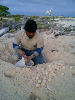 Auf der Insel Balembangan pl&uuml;ndern Eiersammler noch jeden Tag s&auml;mtliche Nester der Meeresschildkr&ouml;ten. Schon bald will Dr. Hiltrud Cordes ("Hilli") von der "Turtle Foundation" hier ein f&uuml;r allemal Abhilfe schaffen. Die abgelegenen Inseln vor Borneo stellen die Artensch&uuml;tzer jedoch vor gro&szlig;e logistische Probleme.