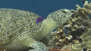 Eine Grüne Meeresschildkröte im Korallenriff von Sangalaki. Die weiblichen Tiere kommen zur Eiablage genau den Strand zurück, an dem sie selbst vor 20 bis 30 Jahren geschlüpft sind. Wie sie das schaffen, das konnte die Forschung bis heute nicht klären. Ein innerer Kompaß spielt dabei eine Rolle. Bislang wurden kristalline Stoffe im Gehirn der Tiere nachgewiesen, die mithelfen können, die magnetische Erdstrahlung zu registrieren. Eine Grüne Meeresschildkröte im Korallenriff von Sangalaki. Die weiblichen Tiere kommen zur Eiablage genau den Strand zurück, an dem sie selbst vor 20 bis 30 Jahren geschlüpft sind. Wie sie das schaffen, das konnte die Forschung bis heute nicht klären. Ein innerer Kompaß spielt dabei eine Rolle. Bislang wurden kristalline Stoffe im Gehirn der Tiere nachgewiesen, die mithelfen können, die magnetische Erdstrahlung zu registrieren.