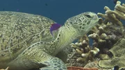 Eine Gr&uuml;ne Meeresschildkr&ouml;te im Korallenriff von Sangalaki. Die weiblichen Tiere kommen zur Eiablage genau den Strand zur&uuml;ck, an dem sie selbst vor 20 bis 30 Jahren geschl&uuml;pft sind. Wie sie das schaffen, das konnte die Forschung bis heute nicht kl&auml;ren. Ein innerer Kompa&szlig; spielt dabei eine Rolle. Bislang wurden kristalline Stoffe im Gehirn der Tiere nachgewiesen, die mithelfen k&ouml;nnen, die magnetische Erdstrahlung zu registrieren.