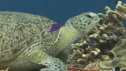 Eine Gr&uuml;ne Meeresschildkr&ouml;te im Korallenriff von Sangalaki. Die weiblichen Tiere kommen zur Eiablage genau den Strand zur&uuml;ck, an dem sie selbst vor 20 bis 30 Jahren geschl&uuml;pft sind. Wie sie das schaffen, das konnte die Forschung bis heute nicht kl&auml;ren. Ein innerer Kompa&szlig; spielt dabei eine Rolle. Bislang wurden kristalline Stoffe im Gehirn der Tiere nachgewiesen, die mithelfen k&ouml;nnen, die magnetische Erdstrahlung zu registrieren.