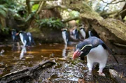 Snarespinguine haben auf Snares Island im S&uuml;den Neuseelands mit ihren kleinen F&uuml;&szlig;en ein Labyrinth aus Wegen in den Wald getreten. &Uuml;ber Stock und Stein legen sie allj&auml;hrlich bis zu einen Kilometer Strecke zur&uuml;ck, um zu ihrer Brutkolonie im Wald zu gelangen.