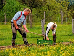 Sepp Wesenauer w&auml;hrend der Saat von alte Kartoffel Sorten. Er pflanzt sie zusammen mit alten Bohnensorten an. Weil die Bohnen Stickstoff an die Kartoffel abgeben, steigt der Ertrag.