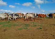 Einheimische (autochtone) K&uuml;he in Ugandas Savanne.