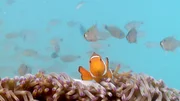 Clownfisch.