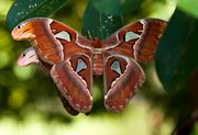 Atlasspinner w&auml;hrend der Paarung. Mit einer Fl&uuml;gelspannweite von bis zu 25 Zentimetern geh&ouml;ren diese Falter zu den gr&ouml;&szlig;ten bekannten Schmetterlingen. Brunei, Borneo.