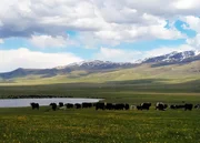 Eine Herde Yaks im kirgisischen Hochgebirge: Die Hochlandrinder verbringen auch den Winter oben in den Bergen.