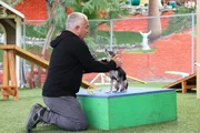 Cesar Millan Cesar Millan