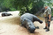 Trauriger Alltag: Ranger Don English entdeckt zwei tote Nash&ouml;rner. Durch illegale Wilderer hat S&uuml;dafrika in den letzten zehn Jahren 70 Prozent seines Bestandes verloren.