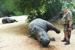 Trauriger Alltag: Ranger Don English entdeckt zwei tote Nash&ouml;rner. Durch illegale Wilderer hat S&uuml;dafrika in den letzten zehn Jahren 70 Prozent seines Bestandes verloren.