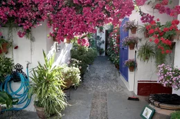 Alles muss perfekt sein: Ein Wettbewerb der Patios wurde vor &uuml;ber 100 Jahren ins Leben gerufen und ist heute die gr&ouml;&szlig;te Feierlichkeit der Stadt.