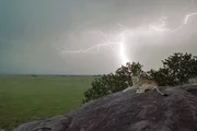 Die Löwin Kali liegt auf einem Felsen, während in der Ferne ein Blitz einschlägt. Die Löwin Kali liegt auf einem Felsen, während in der Ferne ein Blitz einschlägt.