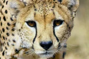 Der Gepard Duma h&auml;lt Ausschau.