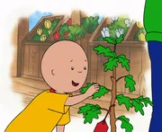 Caillou ist ganz begeistert von den sch&ouml;nen Baby-B&auml;umen in der G&auml;rtnerei.