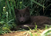 Arctic fox