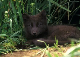Arctic fox