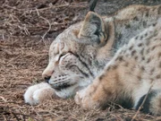 Luchs Luchs
