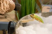 Lotti (Heide Evers) ist unglücklich: Stinkt sie wirklich so fürchterlich? Was meint Buffo (Ulli Voland)? Lotti (Heide Evers) ist unglücklich: Stinkt sie wirklich so fürchterlich? Was meint Buffo (Ulli Voland)?