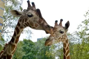 Giraffenmutter Kibaya mit Jungtier Mugambi im Zoo Berlin. Giraffenmutter Kibaya mit Jungtier Mugambi im Zoo Berlin.