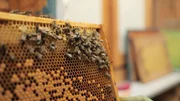 Warum Bienen so wichtig für die Natur sind, erfährt Margarete in ihrer Bienen-AG. Warum Bienen so wichtig für die Natur sind, erfährt Margarete in ihrer Bienen-AG.