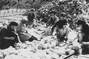 Deutschland liegt am Ende des Zweiten Weltkriegs in Tr&uuml;mmern &ndash; und wird von Frauen wieder aufgebaut, weil viele M&auml;nner im Krieg gefallen oder in Gefangenschaft sind.