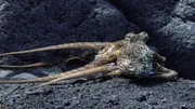 Noch bevor der Vulkan ausbricht, bringt sich der Oktopus in Sicherheit. Denn er kann Infraschall hören. Noch bevor der Vulkan ausbricht, bringt sich der Oktopus in Sicherheit. Denn er kann Infraschall hören.