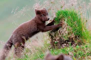 Junger Strandfuchs f&auml;ngt Fliegen
