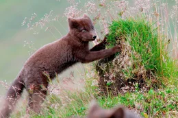 Junger Strandfuchs f&auml;ngt Fliegen