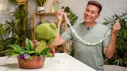 Robert präsentiert Lila seine Popcorn-Kette. Robert präsentiert Lila seine Popcorn-Kette.