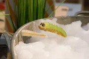 Lotti (Heide Evers) ist unglücklich: Stinkt sie wirklich so fürchterlich? Lotti (Heide Evers) ist unglücklich: Stinkt sie wirklich so fürchterlich?