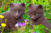 Nur ein Landtier eroberte aus eigener Kraft die entlegene Insel: der Polarfuchs.