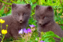 Nur ein Landtier eroberte aus eigener Kraft die entlegene Insel: der Polarfuchs.