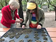 Ein gesunder Koala macht über 130 Kackebollen am Tag. Ein gesunder Koala macht über 130 Kackebollen am Tag.