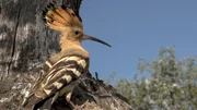 Der farbenfrohe Wiedehopf ist sowohl in Europa als auch in Afrika beheimatet. Der farbenfrohe Wiedehopf ist sowohl in Europa als auch in Afrika beheimatet.