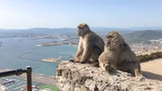 Die Affen von Gibraltar können bei gutem Wetter von Europa bis nach Afrika blicken. Die Affen von Gibraltar können bei gutem Wetter von Europa bis nach Afrika blicken.