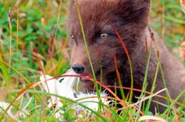 Wenn die M&ouml;wen fl&uuml;gge werden, machen viele aus Ersch&ouml;pfung eine Notlandung im Fuchsrevier. F&uuml;r die Strandf&uuml;chse beginnt eine kurze Zeit des &Uuml;berflusses, jetzt k&ouml;nnen sie sich in ein paar Tagen lebenswichtige Fettreserven anfressen.