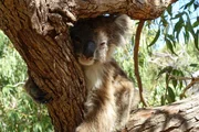 Koalas haben eine Knochenplatte im Po und k&ouml;nnen deshalb stundenlang darauf sitzen, ohne dass der Hintern schmerzt.