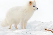 Polarf&uuml;chse treten in zwei Farbformen auf; im M&auml;rz ist Paarungszeit, die weisse F&uuml;chsin muss Revier und Partner finden.