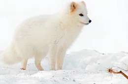 Polarf&uuml;chse treten in zwei Farbformen auf: einer blauen, die aber braun aussieht, und einer weissen. Im M&auml;rz ist Paarungszeit, die weisse F&uuml;chsin muss jetzt schnell ein Revier und einen Partner finden. Weiteres Bildmaterial finden Sie unter www.br-foto.de.