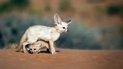 Das Fennekweibchen hat Jungtiere zu versorgen. Das Fennekweibchen hat Jungtiere zu versorgen.