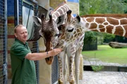 Tierpfleger Steffen Minge mit Giraffen Kibaya und Mugambi im Zoo Berlin. Tierpfleger Steffen Minge mit Giraffen Kibaya und Mugambi im Zoo Berlin.
