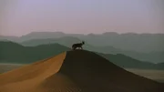 Wüstenluchs. Wüstenluchs.