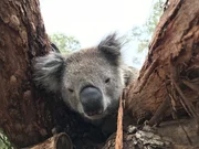 Koalas schlafen und d&ouml;sen 20 Stunden am Tag.